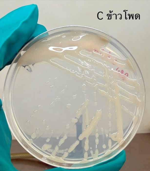 จานเพาะเชื้อ Beijerinckia mobilis จากห้องปฏิบัติการของบริษัท